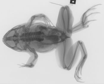 Media type: image; Herpetology A-29671